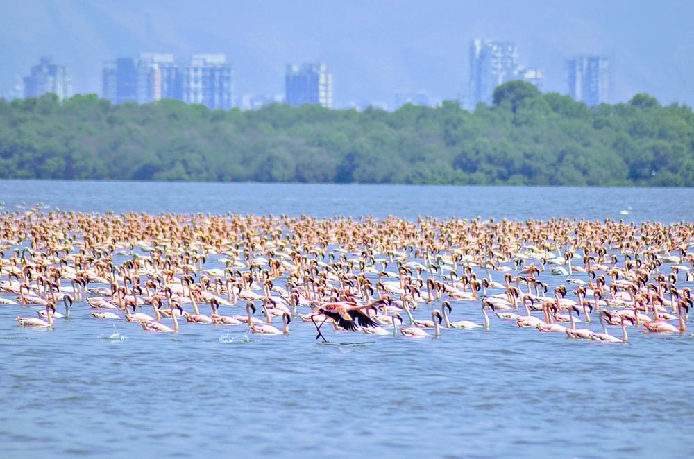 Wetlands are vital ecosystems and habitats for many species. For instance, Thane Creek in Mumbai attracts thousands of migratory birds every year