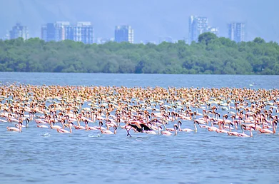 eye4u/Shutterstock : Wetlands are vital ecosystems and habitats for many species. For instance, Thane Creek in Mumbai attracts thousands of migratory birds every year