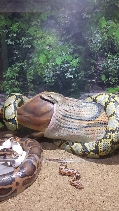 Snake swallowing deer and snake eggs statue displayed at Guindy Snake Park