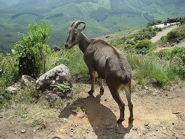 You can see Nilgiri tahr in Kottebetta