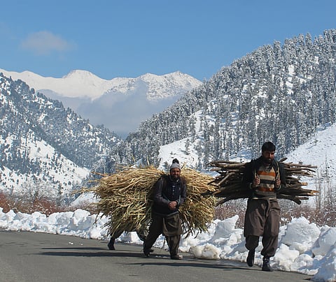 Men carrying maize and pine wood in the Daksum area 