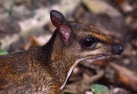Mouse deer