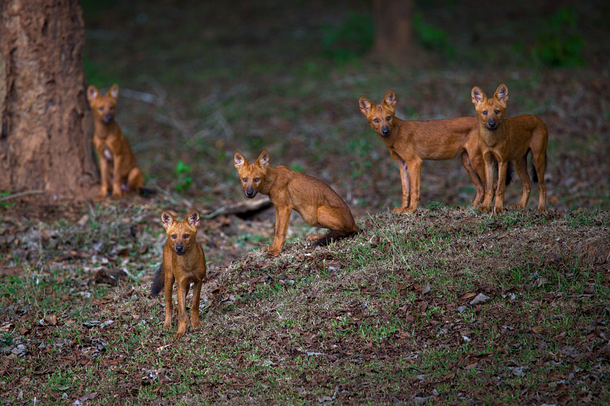 Dholes at the Nagarahole National Park in Karnataka
