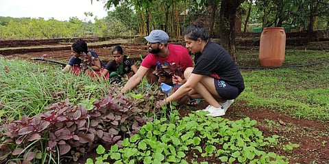 Guests can partake in farming activities 