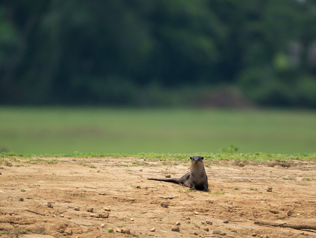 A smooth coated otter in Kabini forest