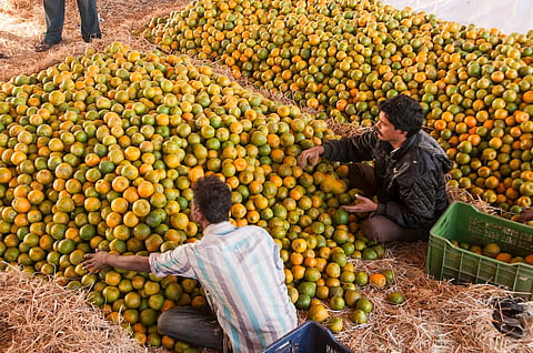 Many of Nagpur's famous sweets are infused with orange flavour