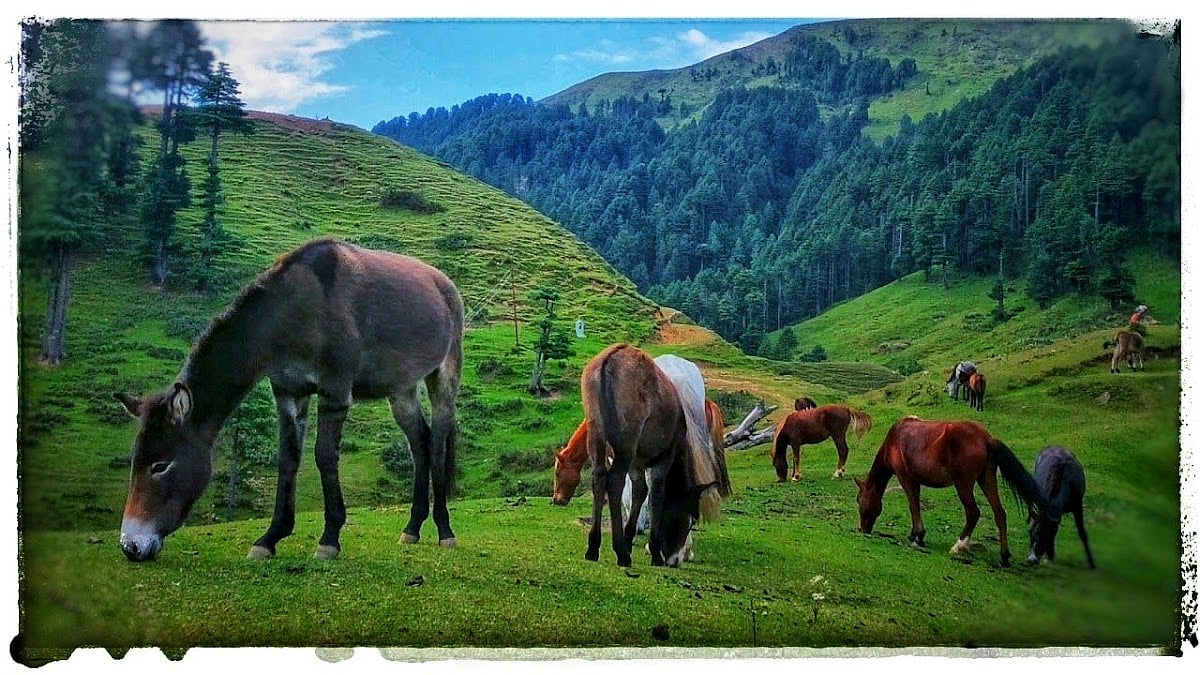 Dudu, Basantgarh in Jammu and Kashmir