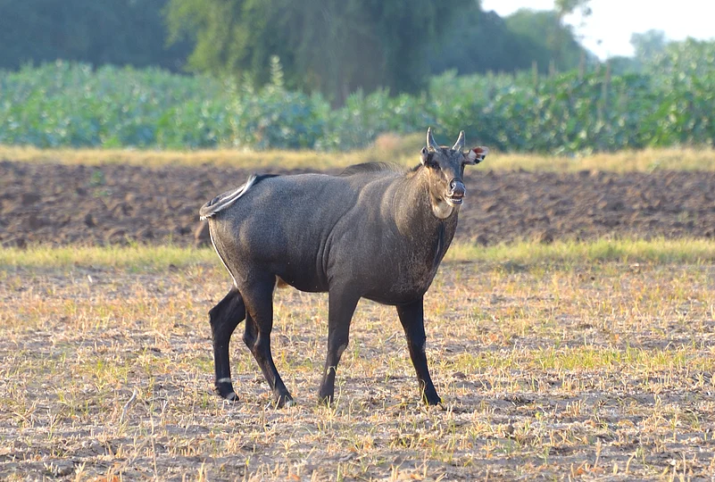 Besides Nilgai, other mammals found in the Rann of Kutch are chinkara, wolves and caracal