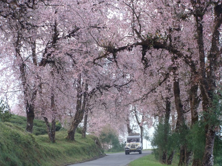 A curtain of sakura in Sikkim