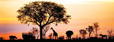 Shutterstock : The night trail offers tourists, students, and wildlife enthusiasts a chance to explore the sanctuary during nighttime