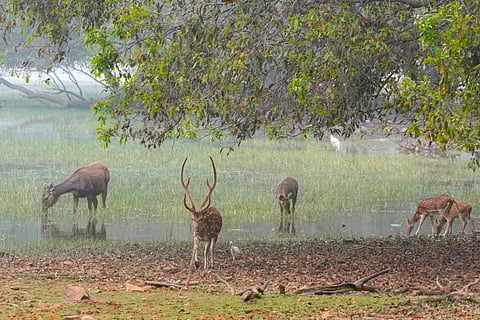 Herbivores roam the lake area in abundance