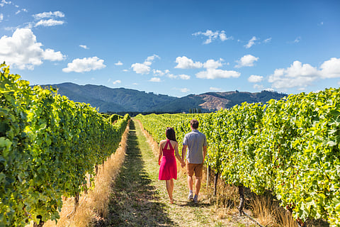 Couple in a vineyard in New Zeland