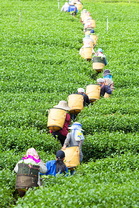 Tea plantation in Sikkim