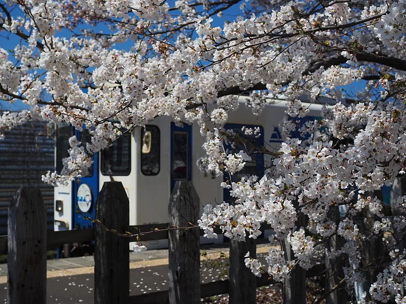 A cherry blossom tree in Akita Prefecture