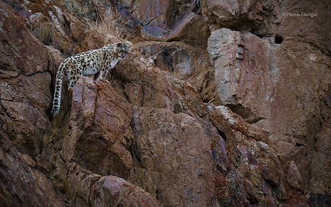 Snow leopards are also known as "ghost of the Himalayas"