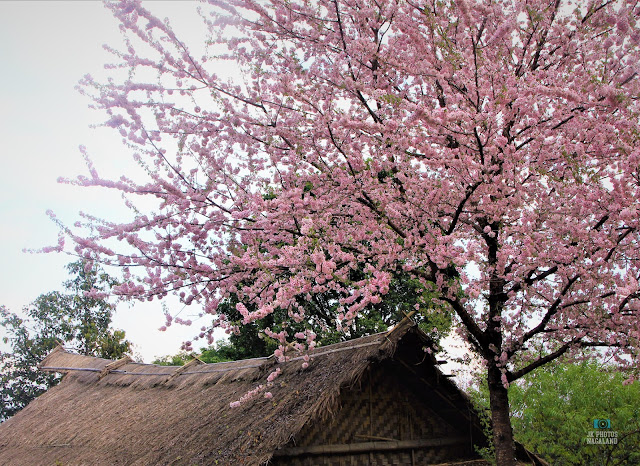 Sakura at Kisama Naga Heritage Village