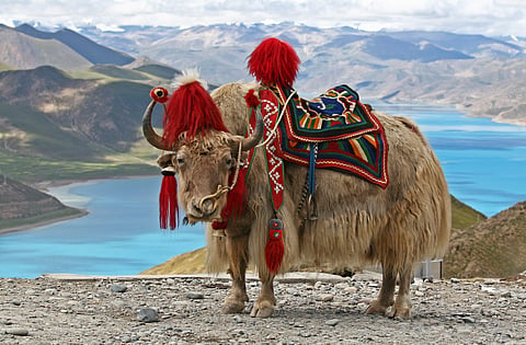 A rare glimpse of White Yak 