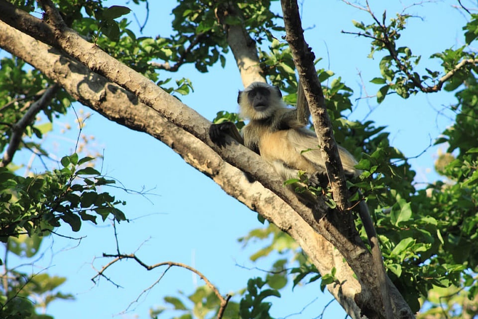 A gray langur, also known as hanuman in India