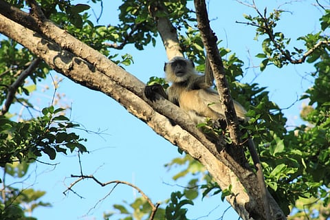 A gray langur, also known as hanuman in India