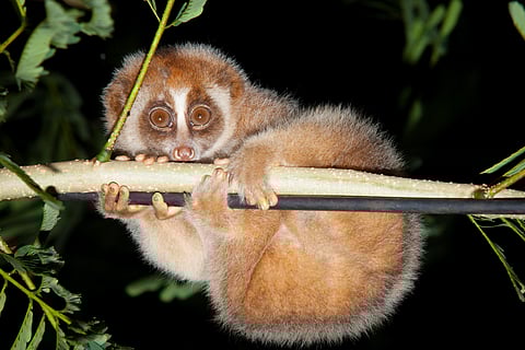Slow loris