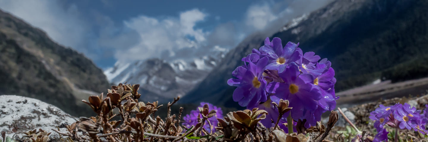 Yumthang Valley Of Flowers