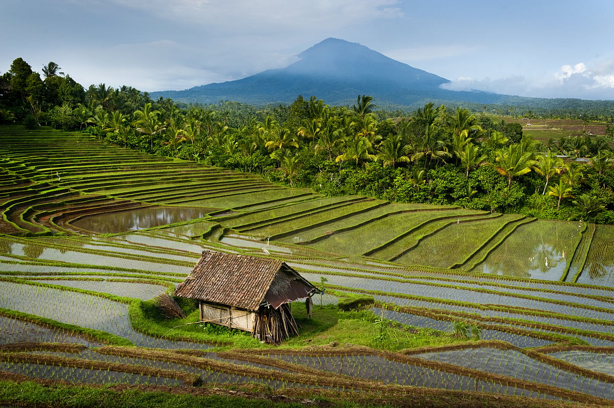 The spectacular rice terraces of Belimbing, Bali 