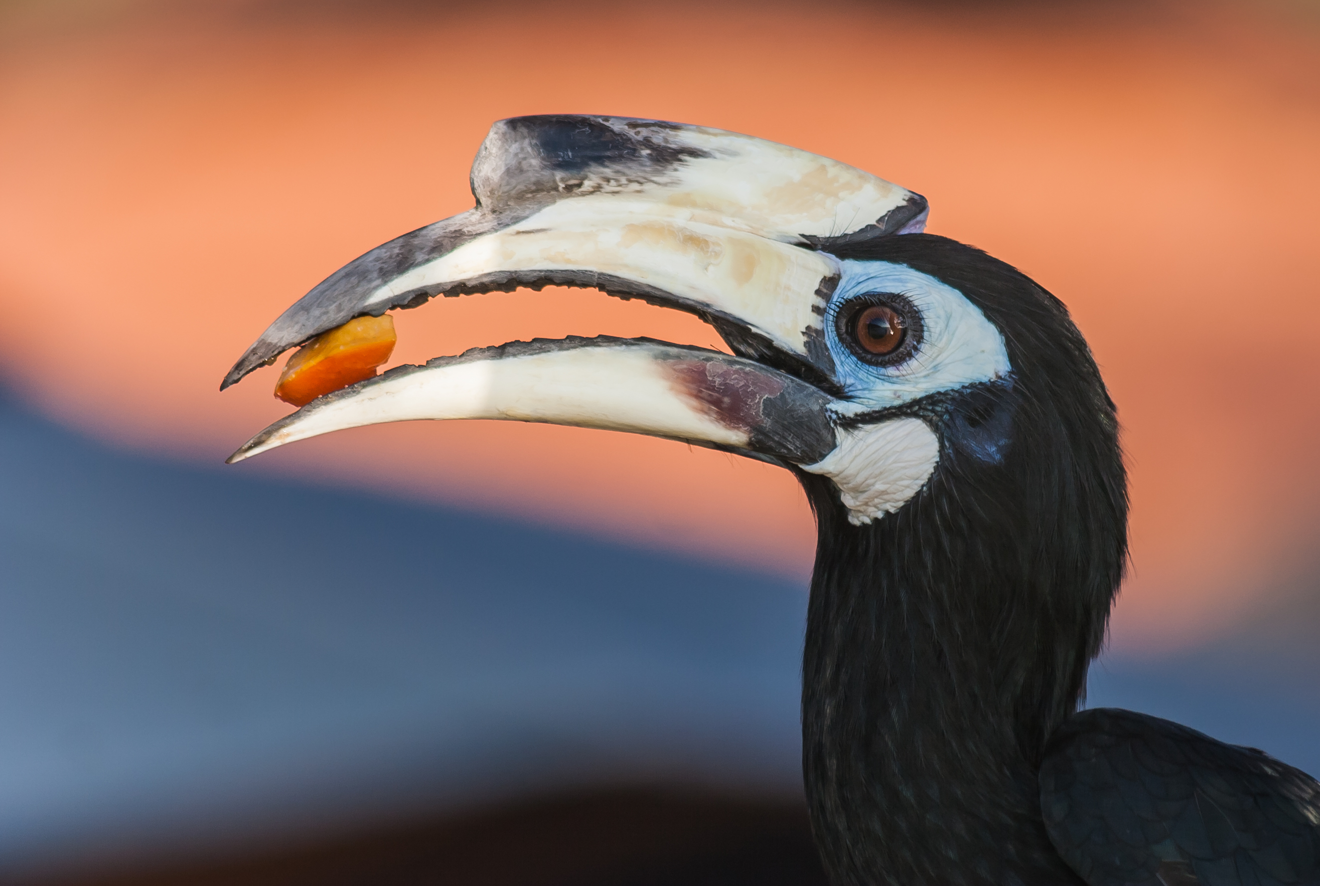 A colourful Hornbill at Langkawi