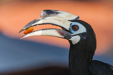 A colourful Hornbill at Langkawi