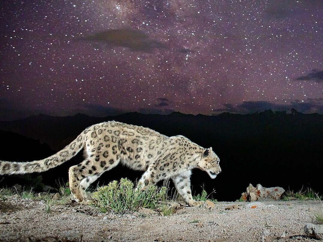 Morup Namgail : The first ever photo of the elusive snow leopard under a starry sky