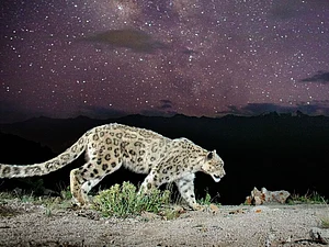 Morup Namgail : The first ever photo of the elusive snow leopard under a starry sky
