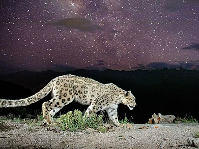 Morup Namgail : The first ever photo of the elusive snow leopard under a starry sky