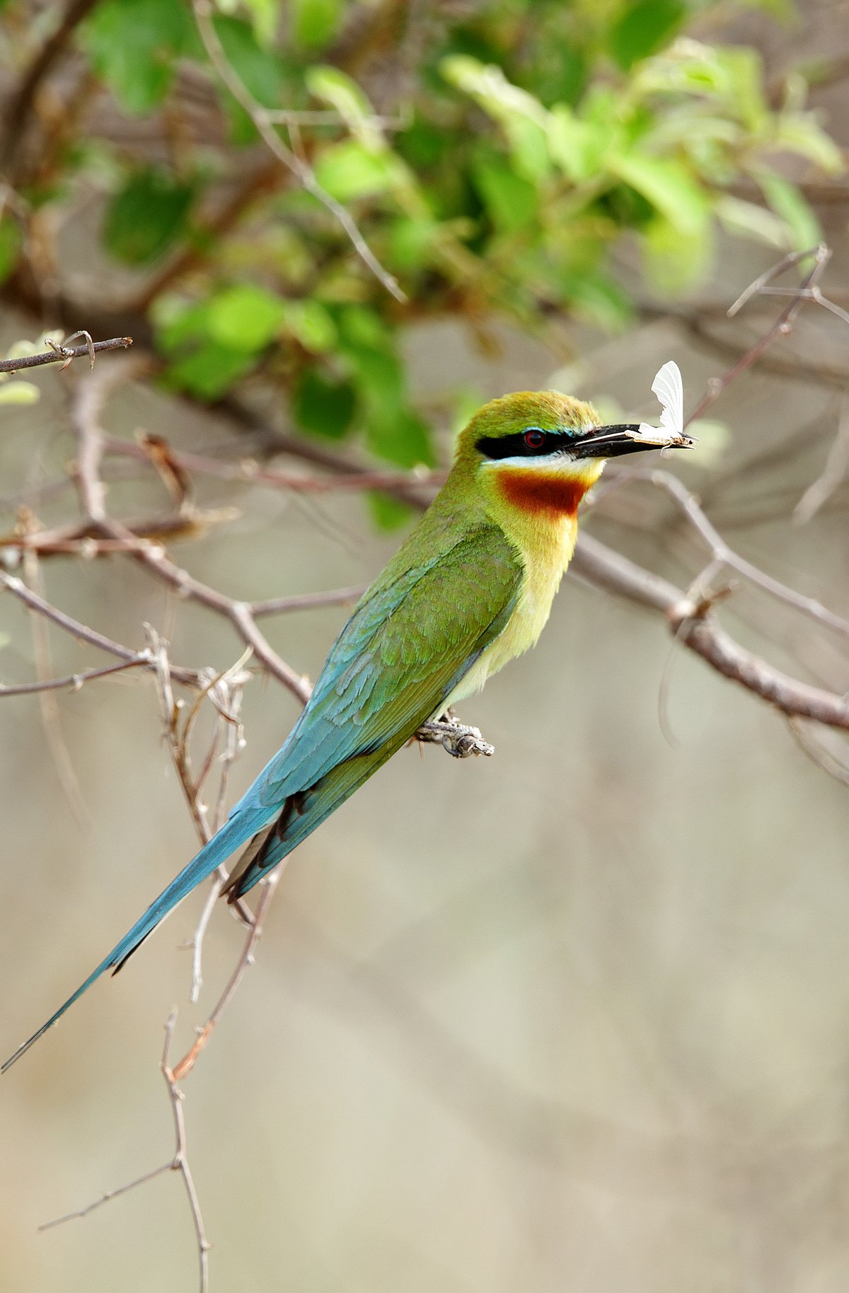 Shutterstock : Blue-tailed bee eater