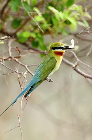 Shutterstock : Blue-tailed bee eater