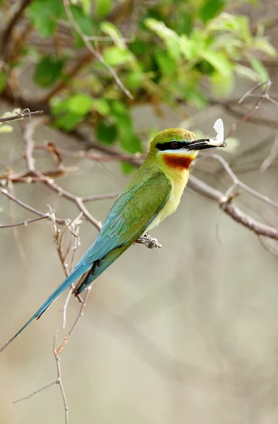 Shutterstock : Blue-tailed bee eater