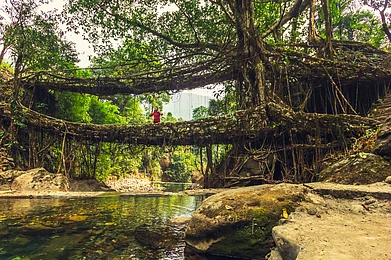 Shutterstock : Living roots bridge, Meghalaya