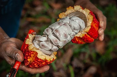 Wikimedia Commons: USAID Digital Development : The fruit of the theobroma cacao tree