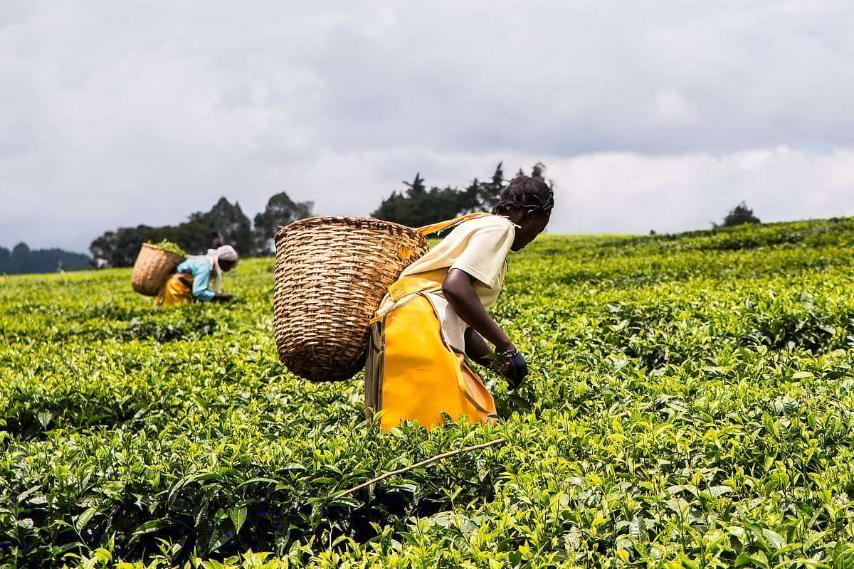 A tea garden in Malawi