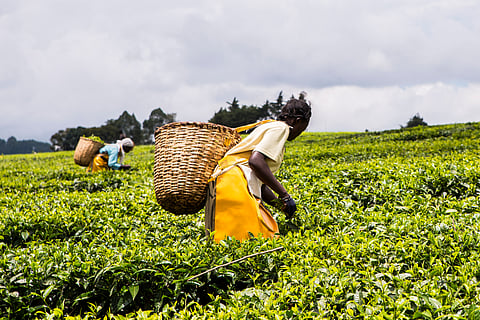 A tea garden in Malawi