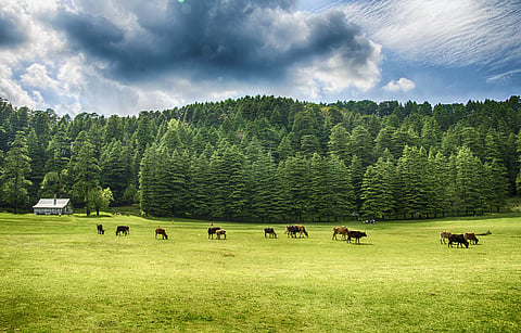 The rolling meadow of Khajjiar near Dalhousie