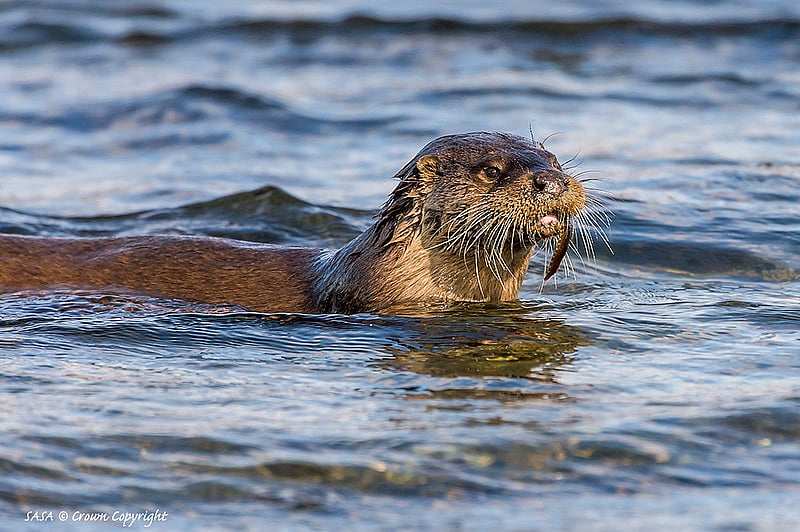 Eurasian otter