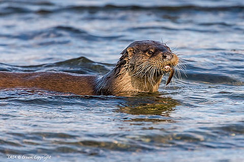 Eurasian otter