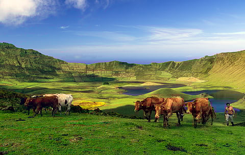 A farmer and his animals on Corvo Island