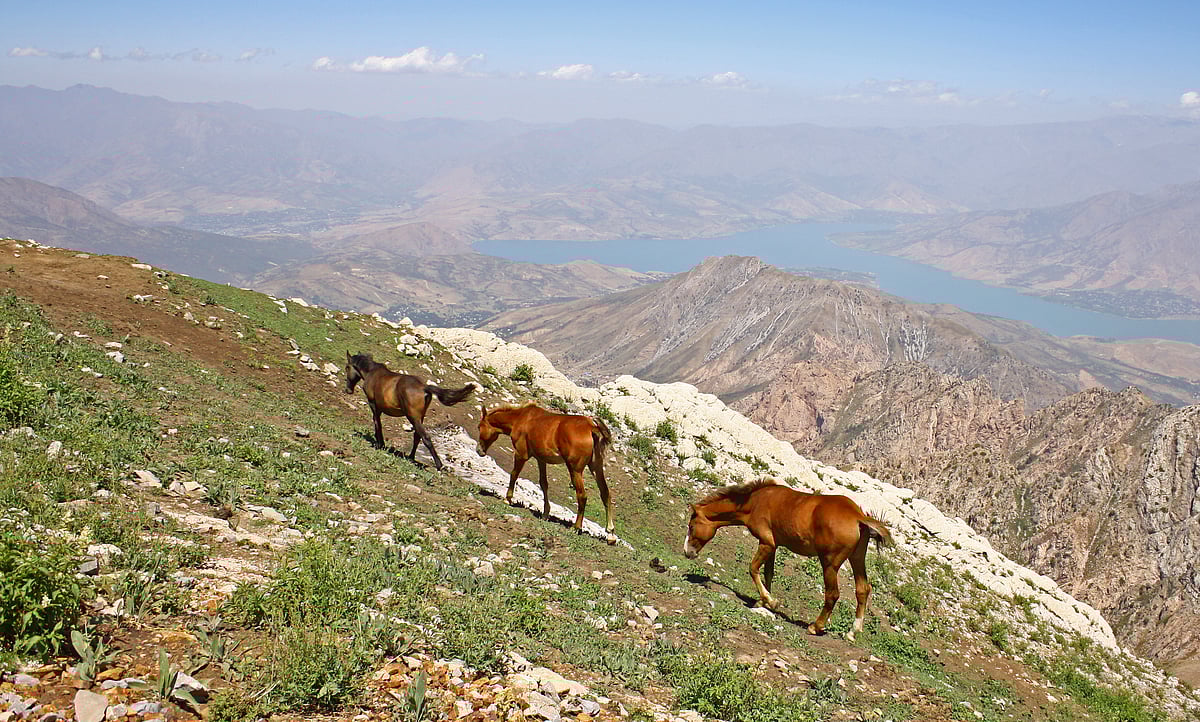 Wild horses at Western Tien-Shan