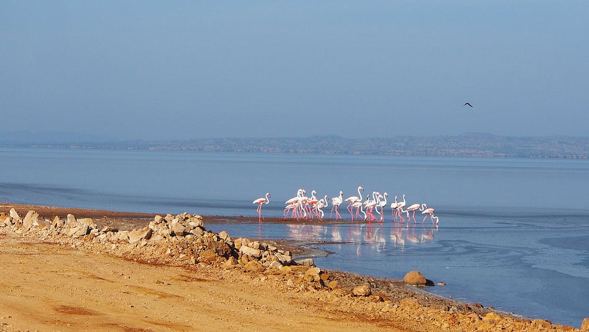 Wikimedia Commons : Greater flamingoes at the Rann of Kutch