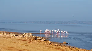 Wikimedia Commons : Greater flamingoes at the Rann of Kutch