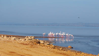 Wikimedia Commons : Greater flamingoes at the Rann of Kutch