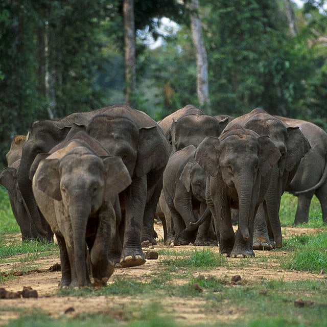 Bornean elephants