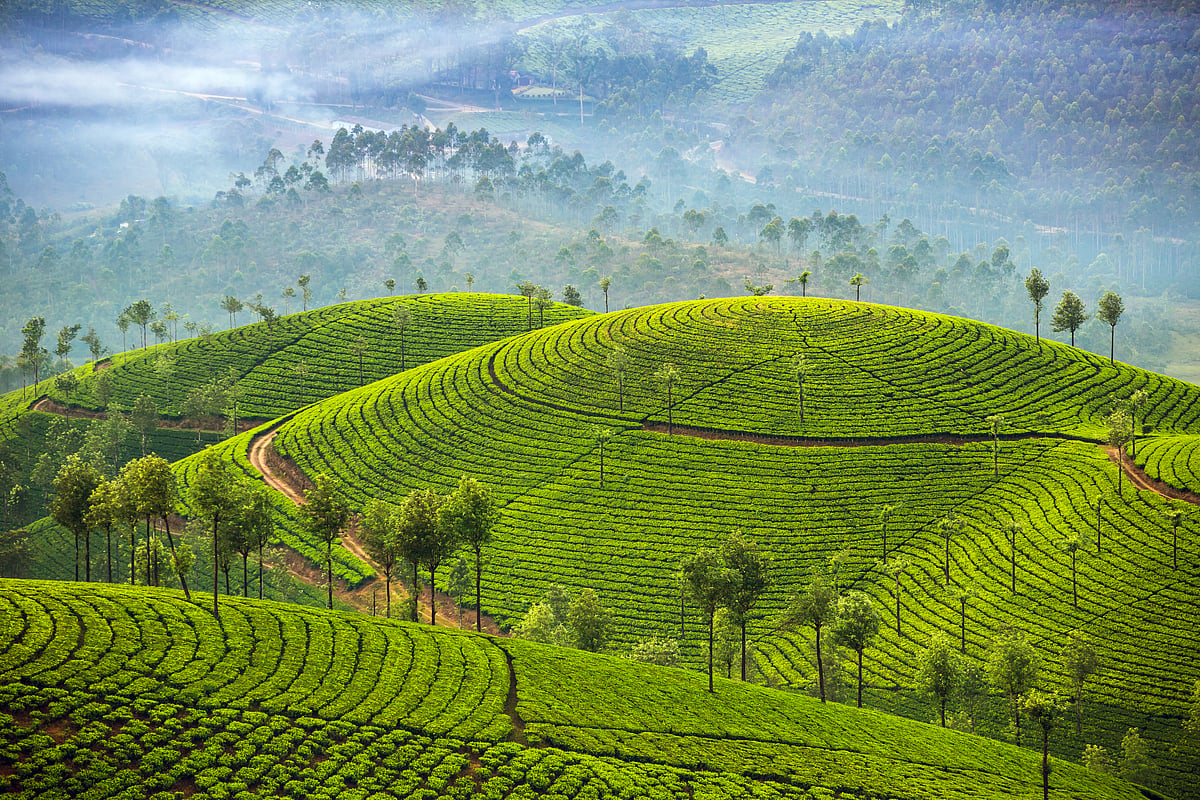 A view of the plantations of Munnar