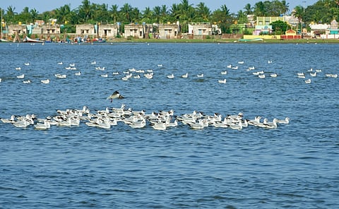 Pulicat