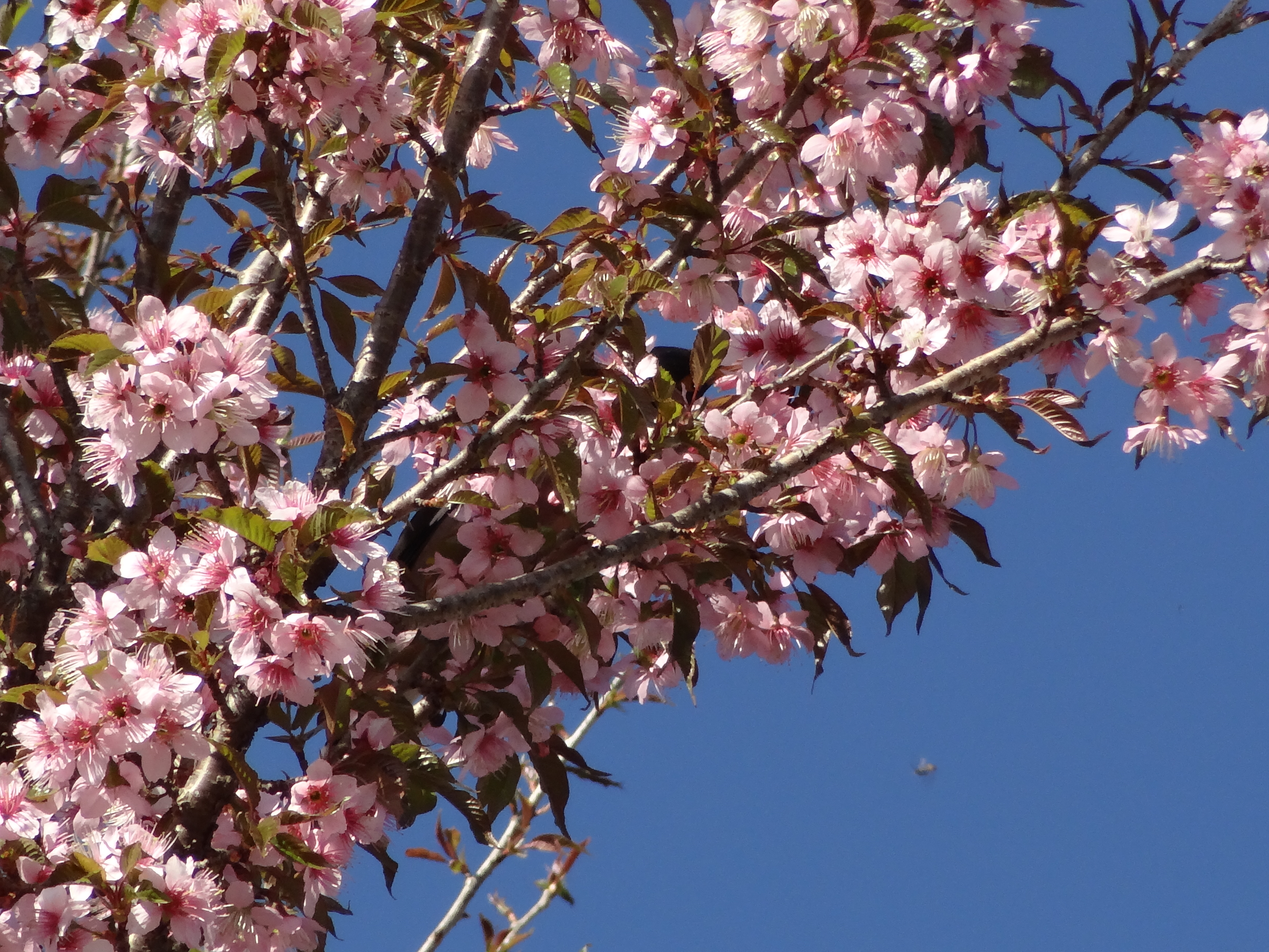 Flickr: Alka Khare : Prunus cerasoides in Uttarakhand